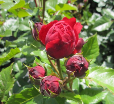 Hochstammrose Red Leonardo da Vinci 1